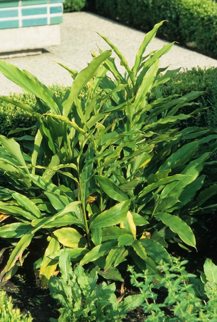 Elettaria cardamomum 