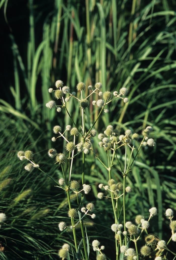 Eryngium yuccifolium 