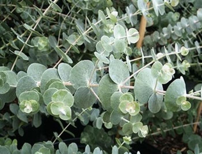 Eucalyptus pulverulenta Baby Blue