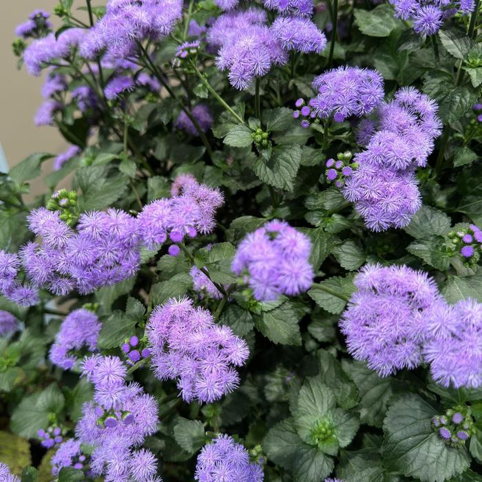 Ageratum houstonianum Monarch Magic&trade;