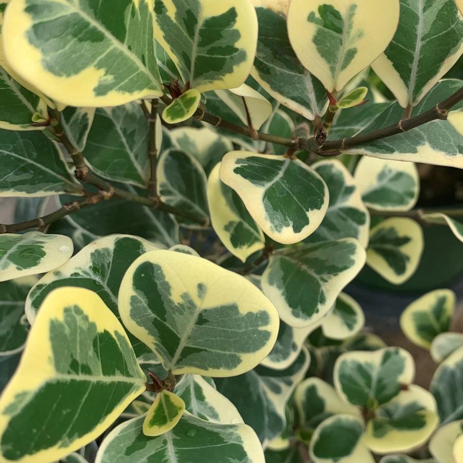 Ficus trangularis Variegata