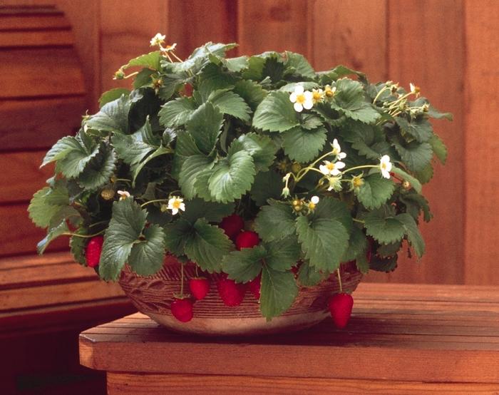 Fragaria x ananassa Fresca