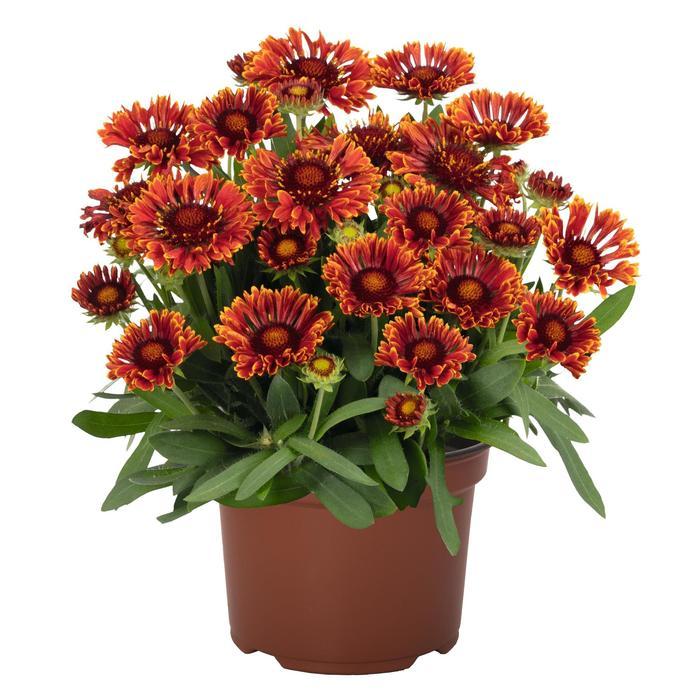 Gaillardia aristata SpinTop&trade; Mariachi Red Sky