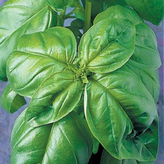 Ocimum basilicum Genovese