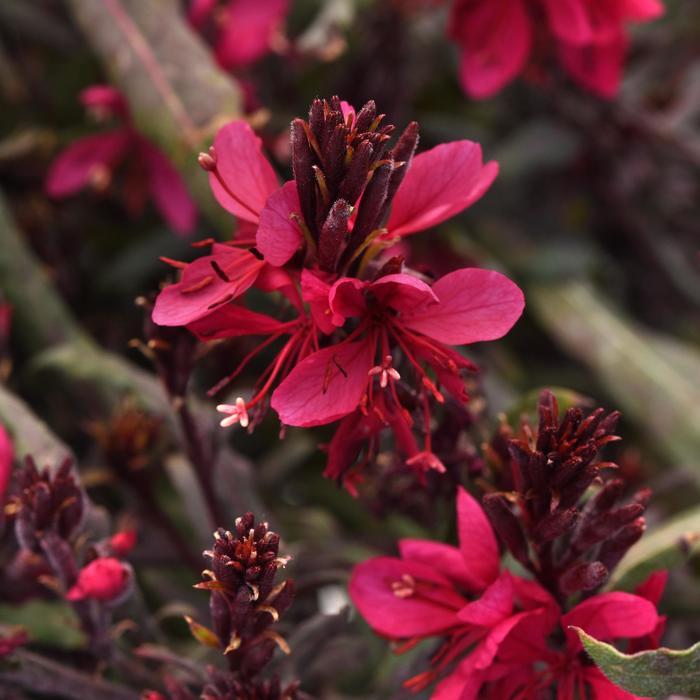 Gaura lindheimeri Belleza&reg; Dark Pink Improved