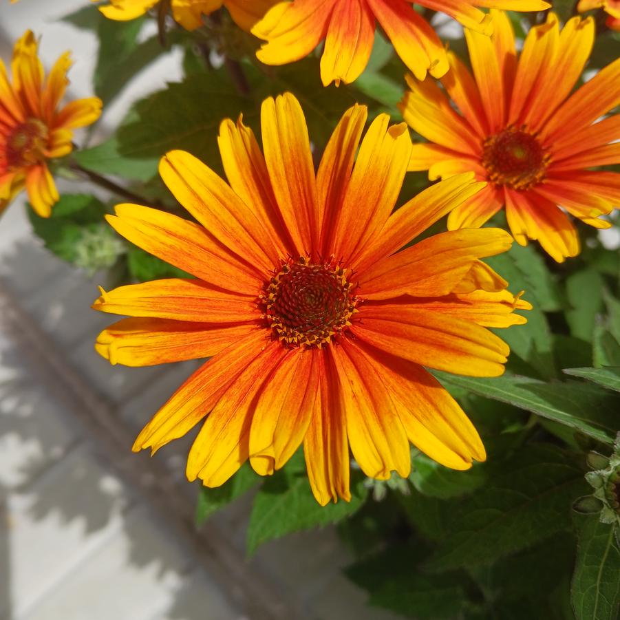 Heliopsis Bacio del Sole
