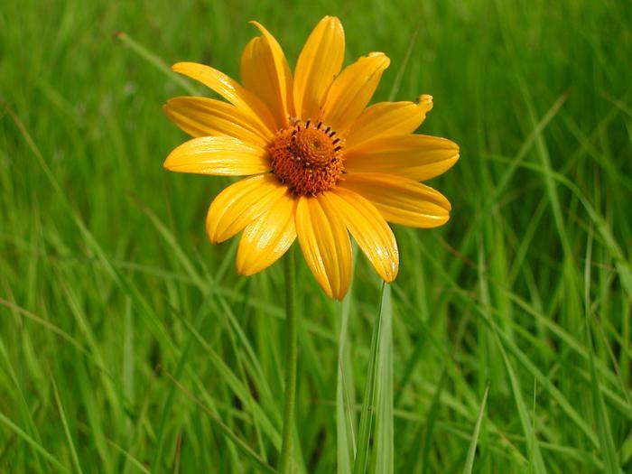 Heliopsis helianthoides Orange Marble