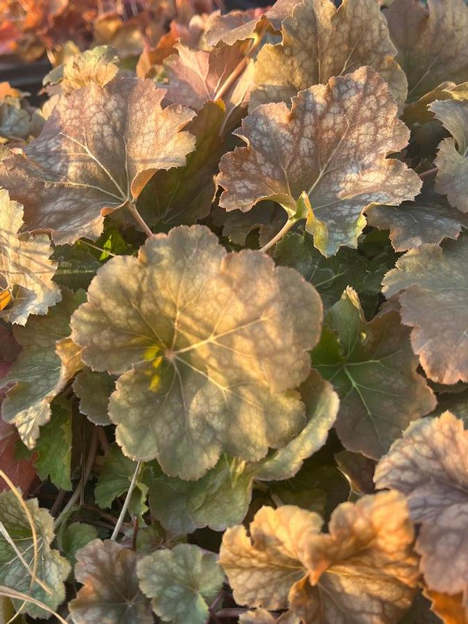 Heuchera americana 