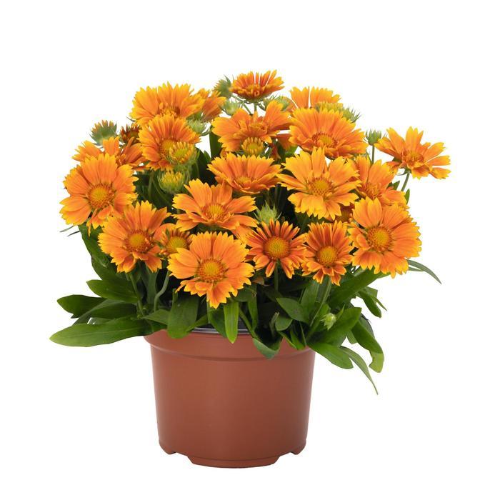 Gaillardia aristata SpinTop Mango