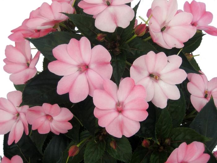 Impatiens SunPatiens&reg; Blush Pink