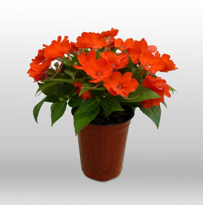 Impatiens SunPatiens&reg; Compact Electric Orange