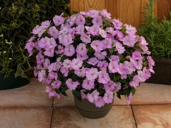 Impatiens SunPatiens&reg; Compact Orchid Blush