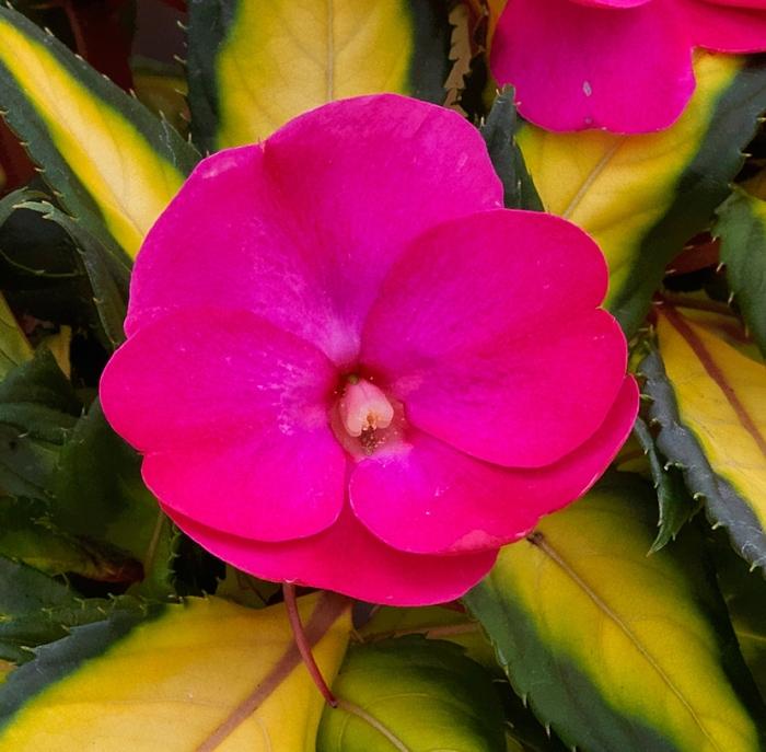 Impatiens SunPatiens&reg; Compact Tropical Rose