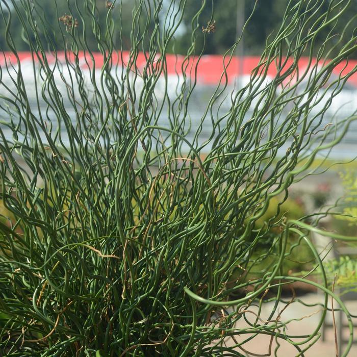Juncus effusus Big Twister