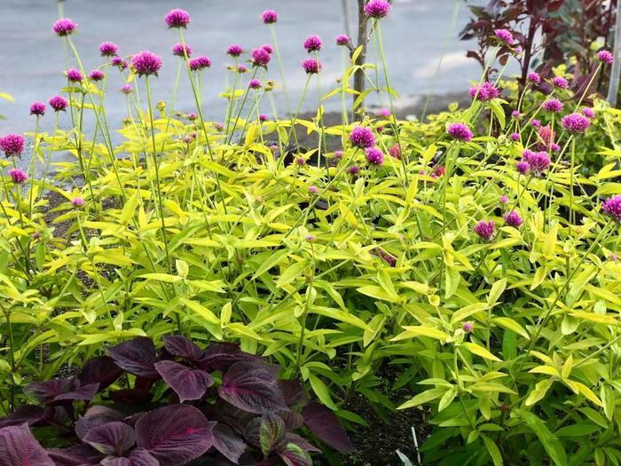 Gomphrena globosa Cosmic Flare