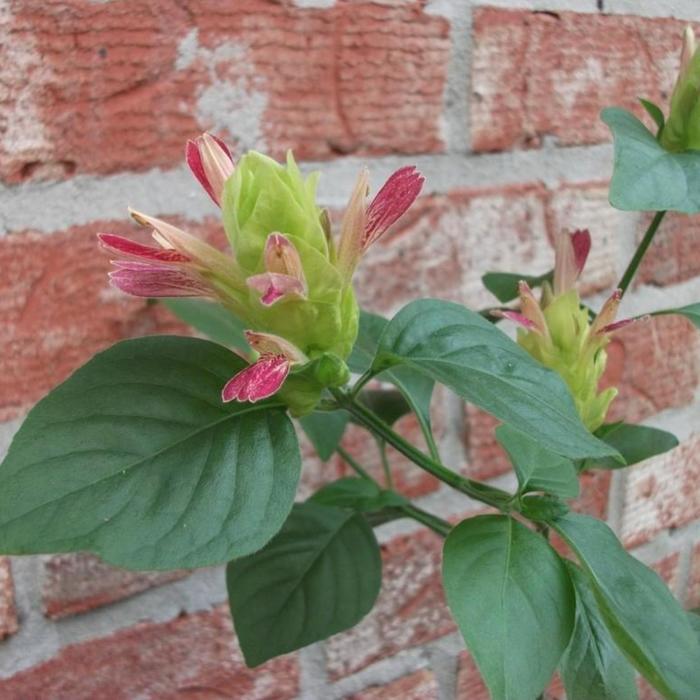 Justicia brandegeana Fruit Cocktail