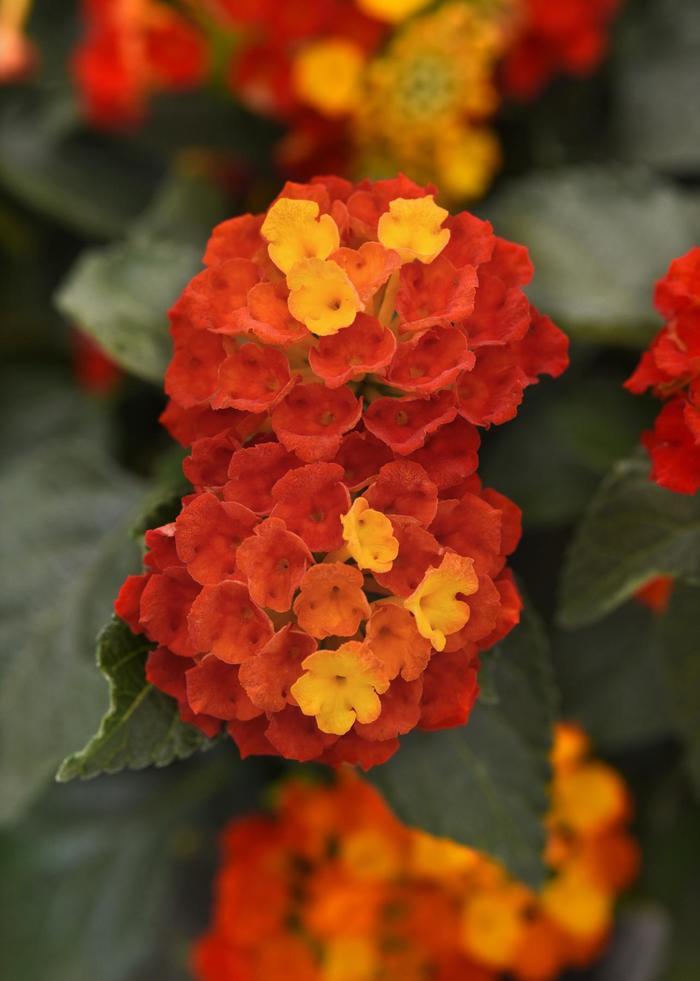 Lantana camara Shamrock&trade; Red