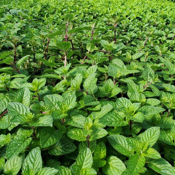 Mentha Berries & Cream
