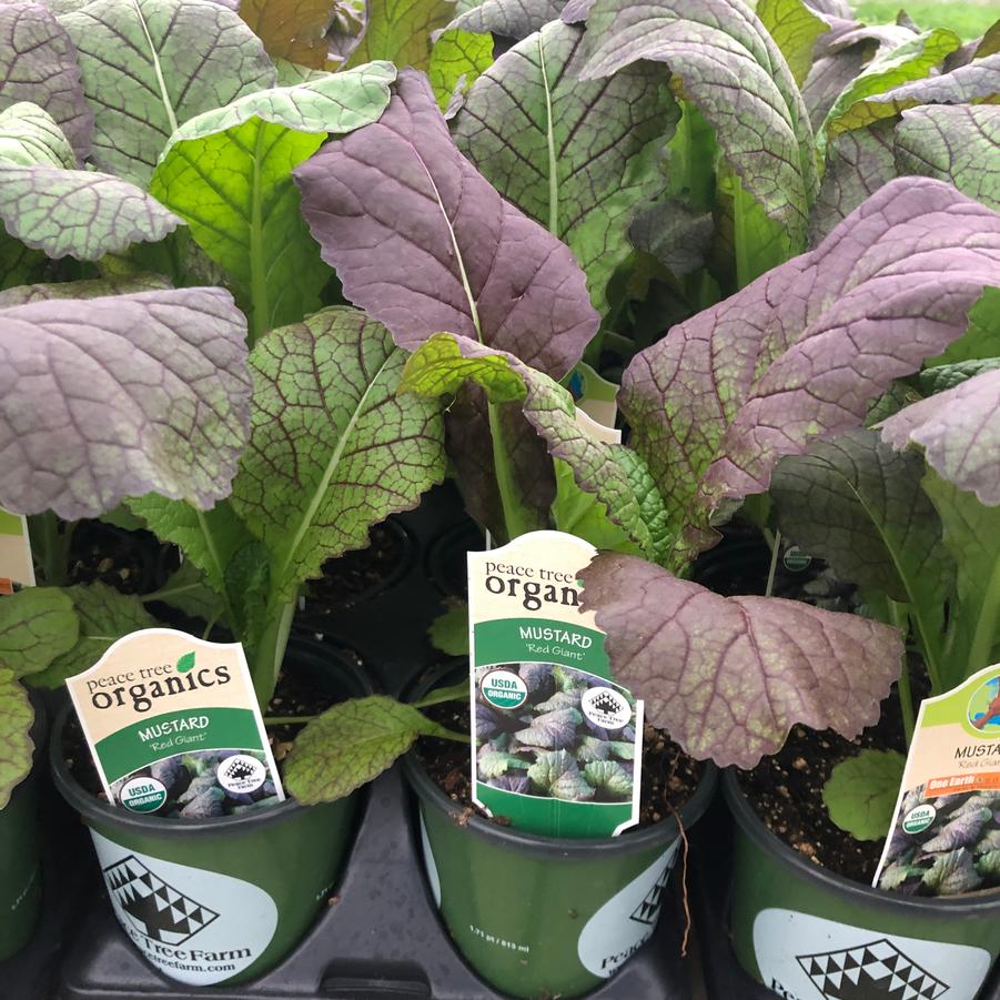Brassica juncea Red Giant