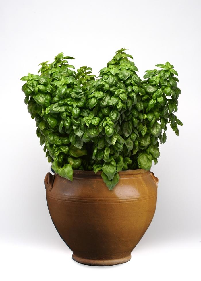 Ocimum basilicum Everleaf Genovese
