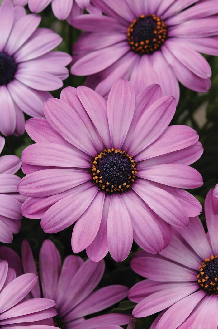 Osteospermum ecklonis Akila&reg; Lavender Shades