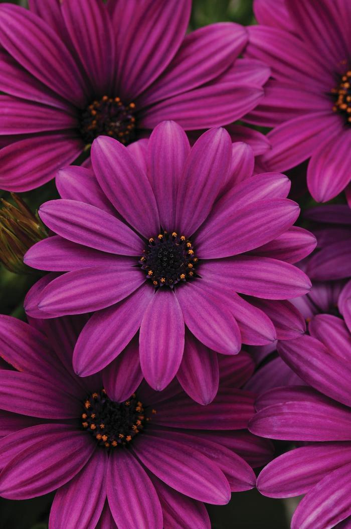Osteospermum ecklonis Akila&reg; Purple