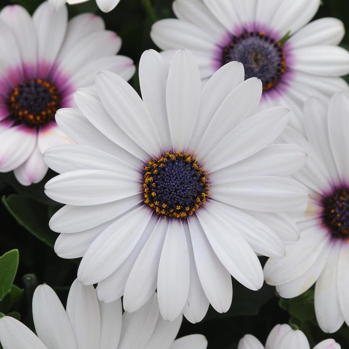 Osteospermum ecklonis Akila&reg; White