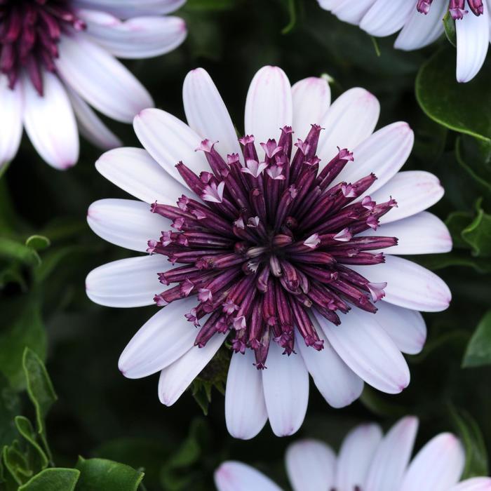 Osteospermum 4D&trade; Berry White