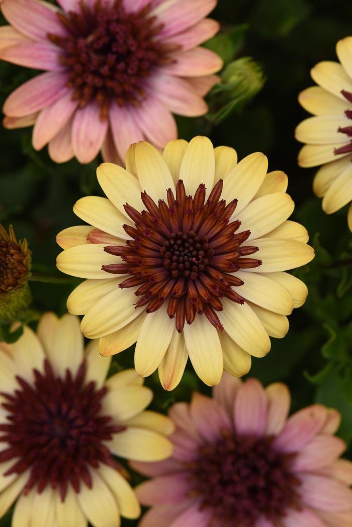 Osteospermum 4D&trade; Harvest Moon