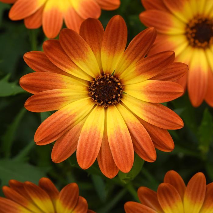 Osteospermum Zion&trade; Orange Burst