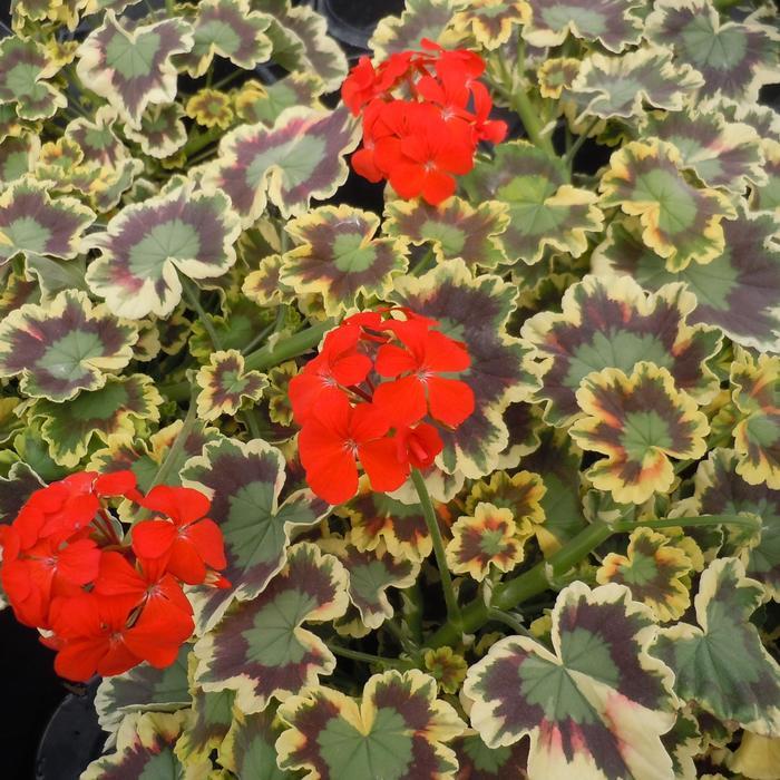 Pelargonium x hortorum Mrs. Pollock