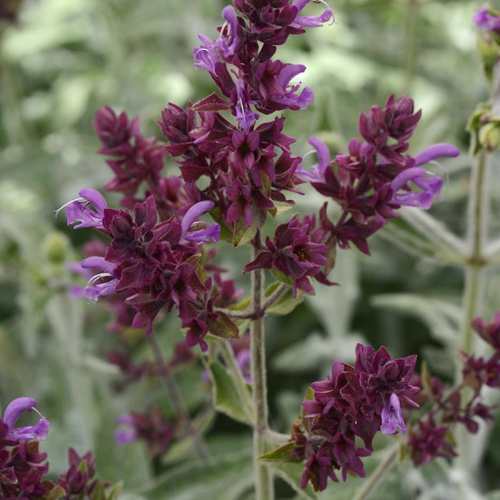 Salvia canariensis Lancelot