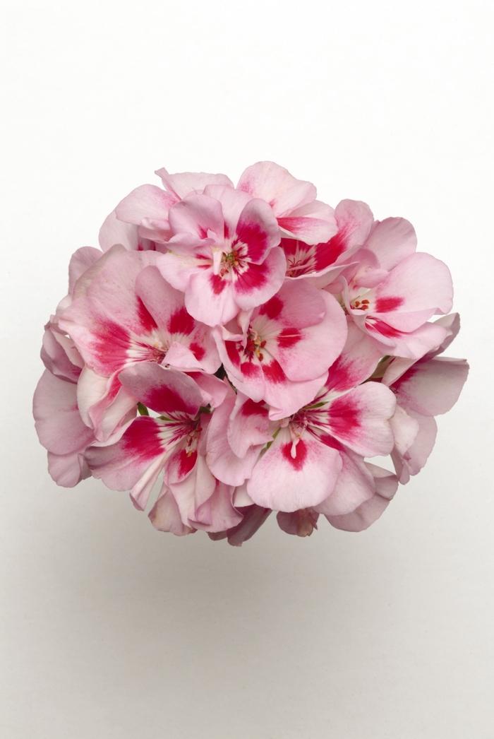 Pelargonium x hortorum Presto&trade; Pink Sizzle
