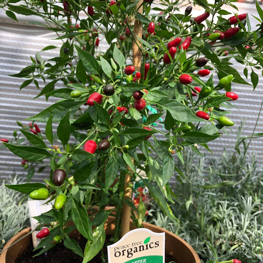 Capsicum annuum Thai Hot