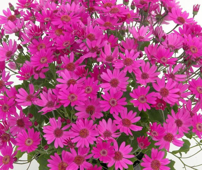 Pericallis Senetti&reg; Baby Magenta