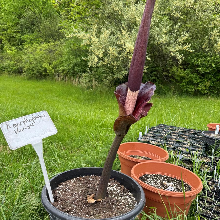 Amorphophallus konjac 