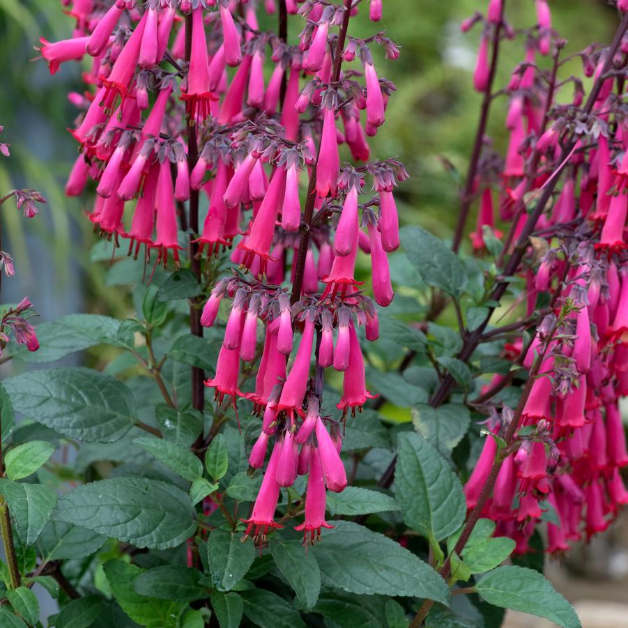 Phygelius Colorburst&trade; Rose