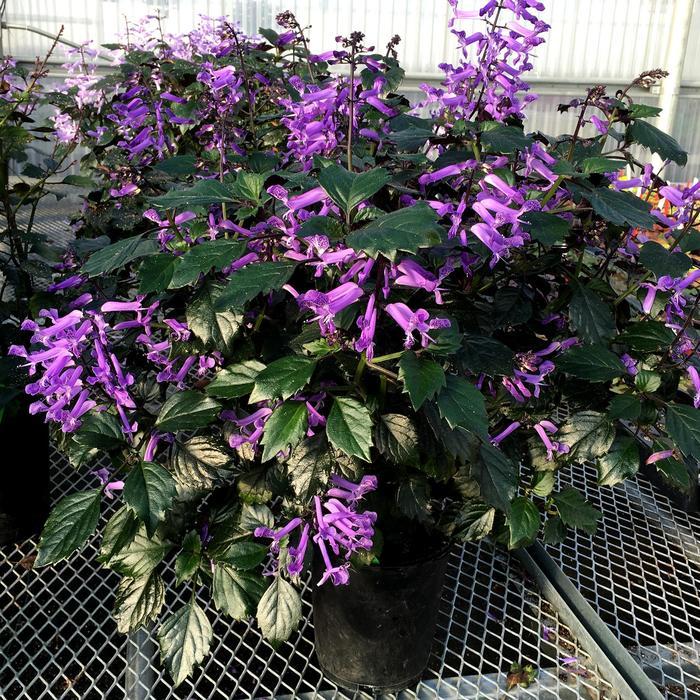 Plectranthus VELVET&trade; Diva