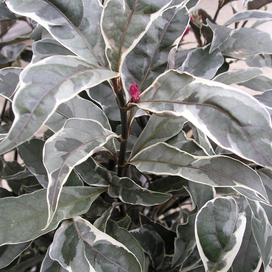 Pseuderanthemum carruthersii Stainless Steel