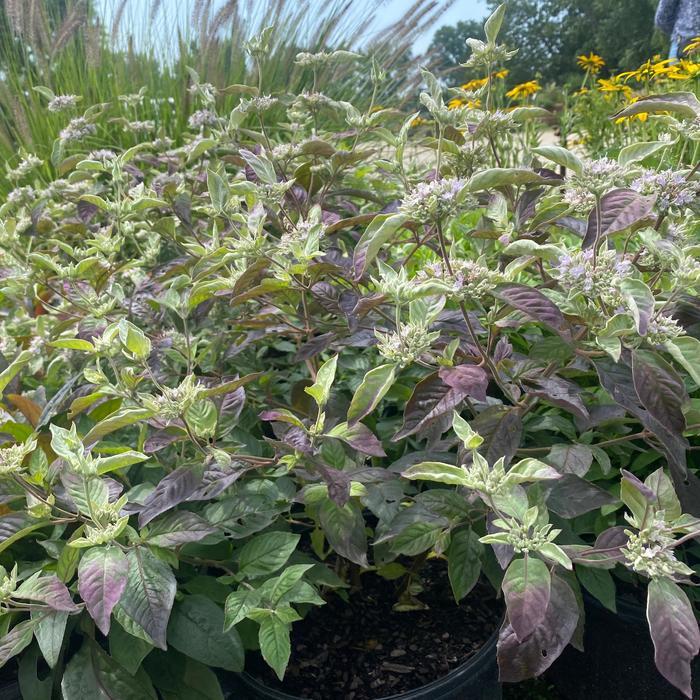 Pycnanthemum x incanum Smokey Mountain Mint