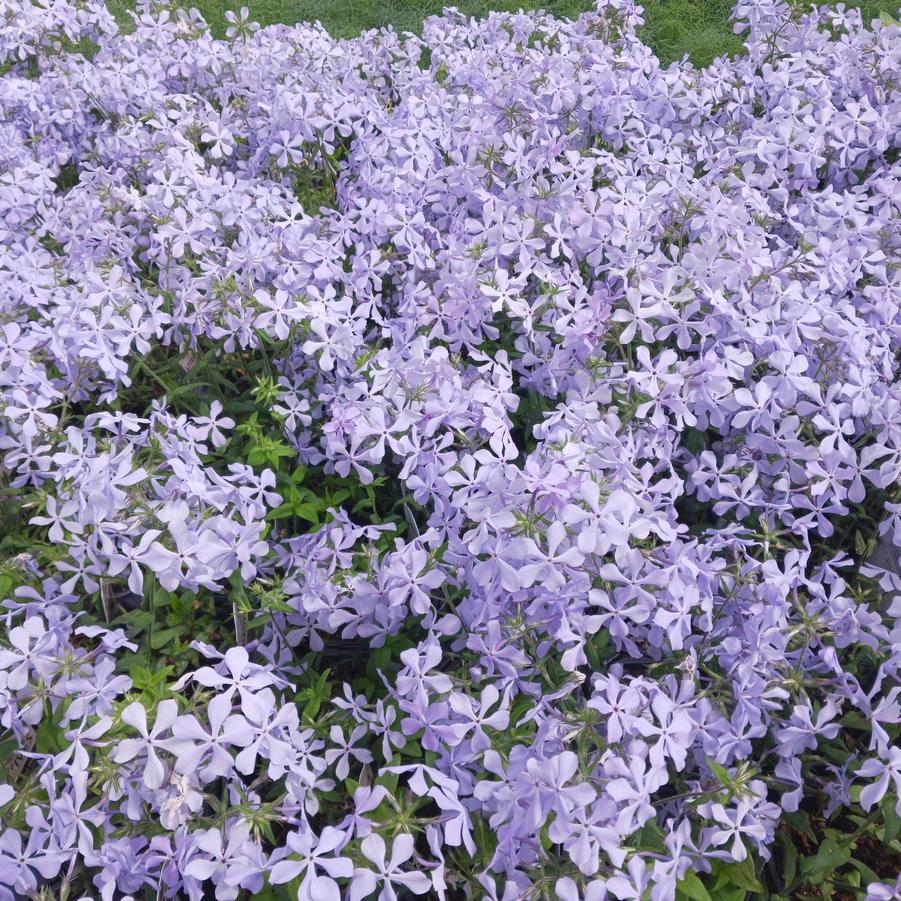 Phlox divaricata 