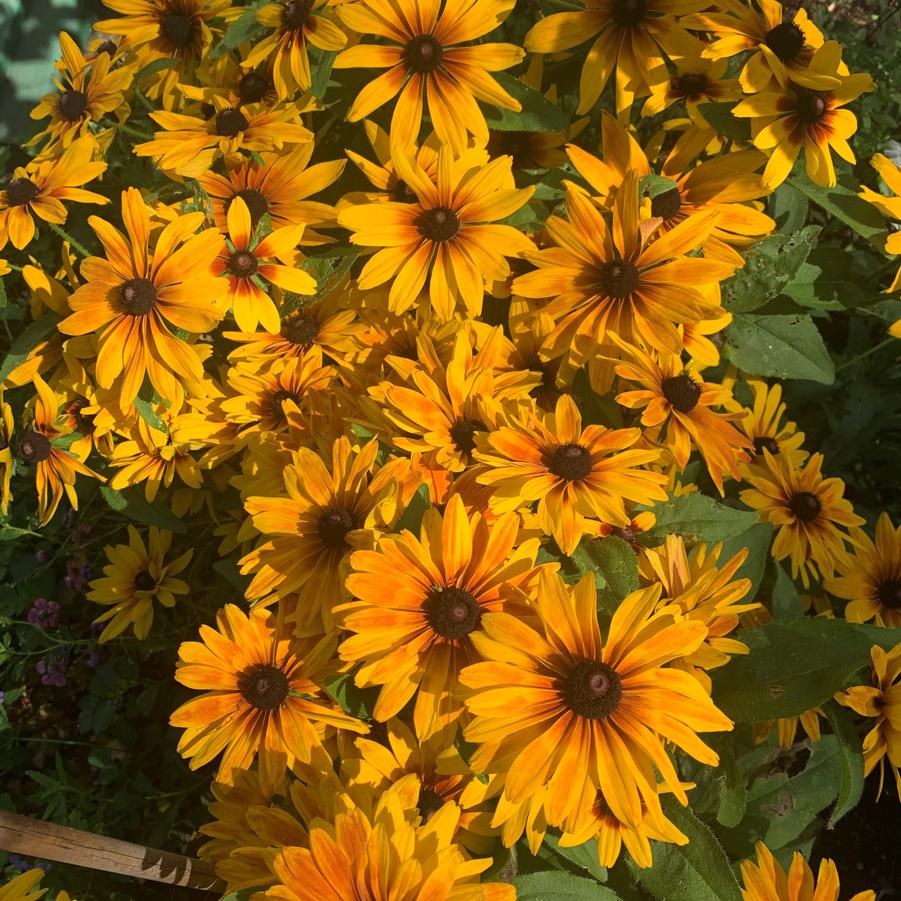 Rudbeckia hirta MiniBeckia&trade; Flame