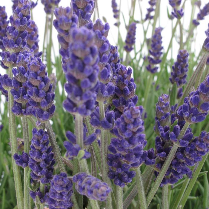 Lavandula angustifolia Annet