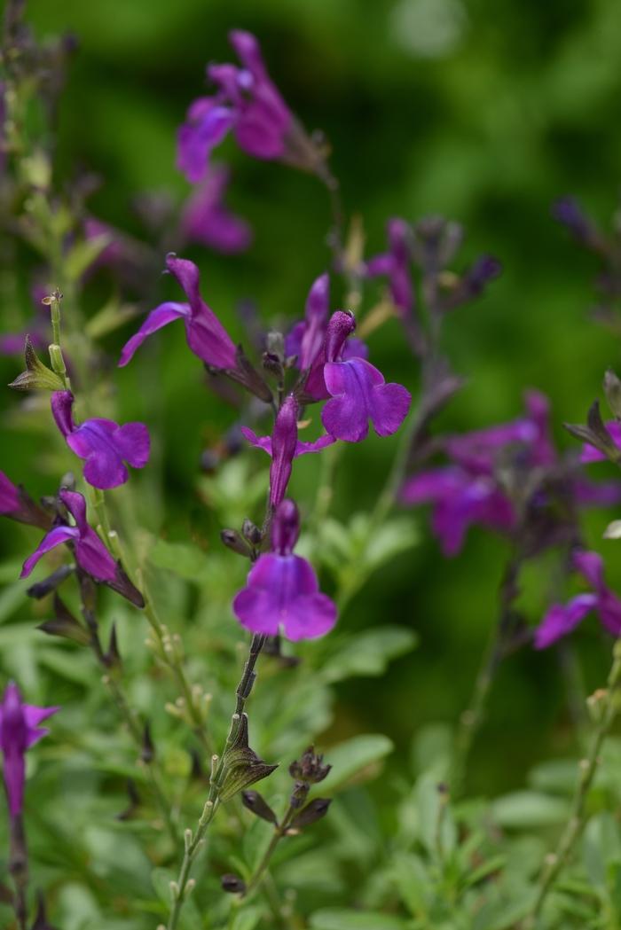 Salvia greggii Mirage&trade; Deep Purple