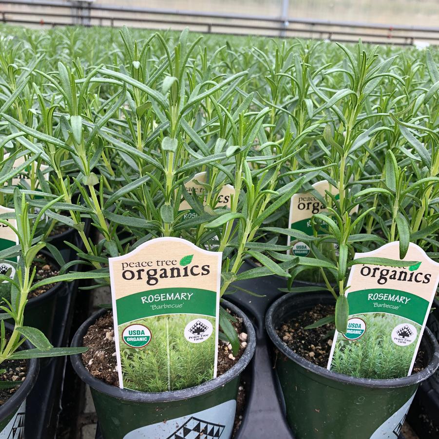 Rosmarinus officinalis Barbeque