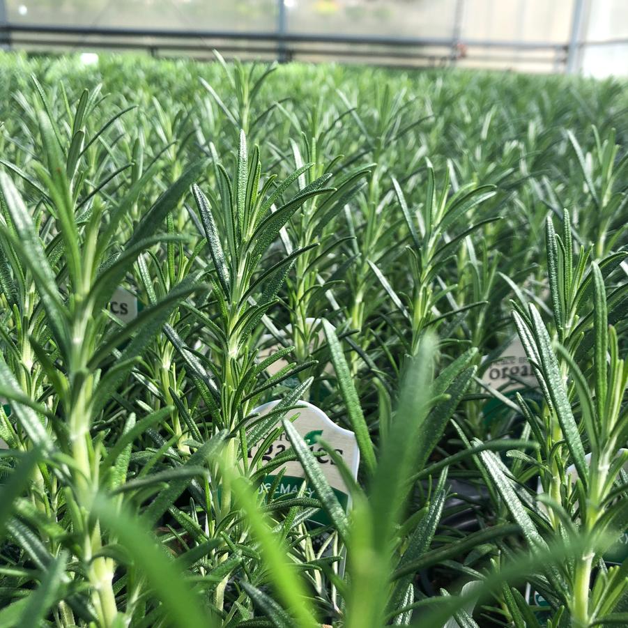 Rosmarinus officinalis Speedy