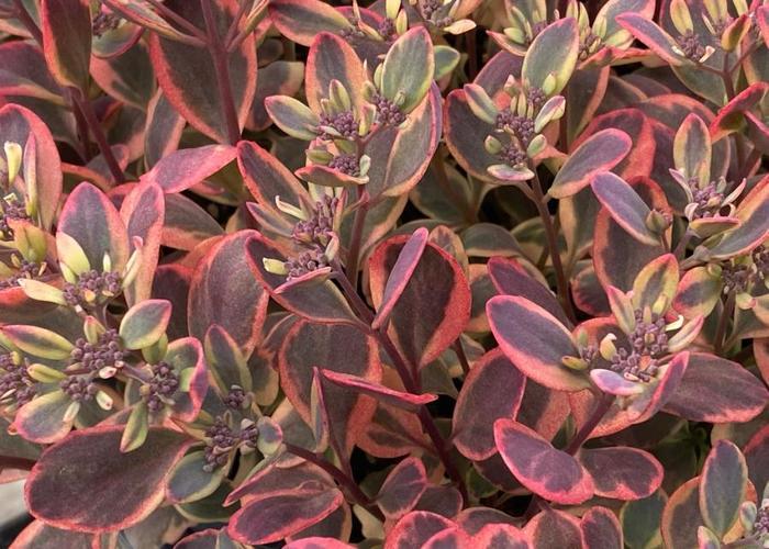 Sedum SunSparkler@reg; Dazzling Dynamite