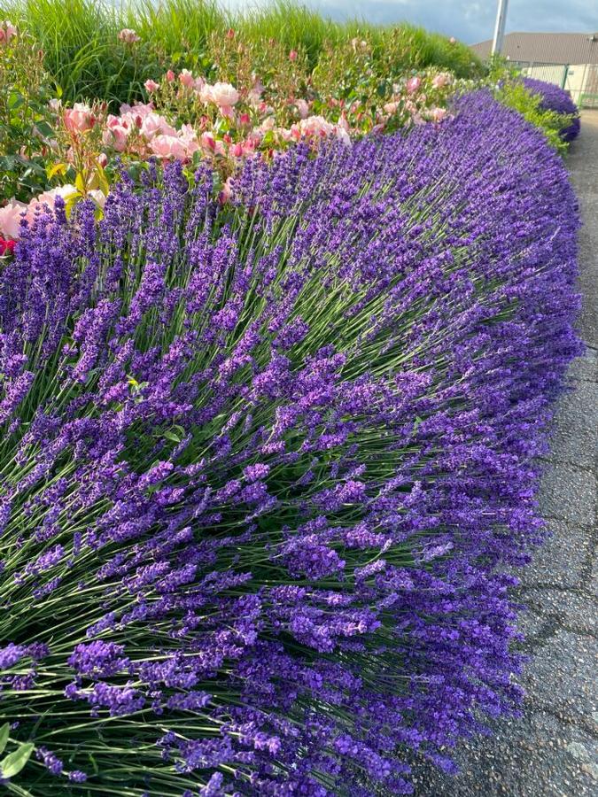 Lavandula angustifolia Blue Jeans