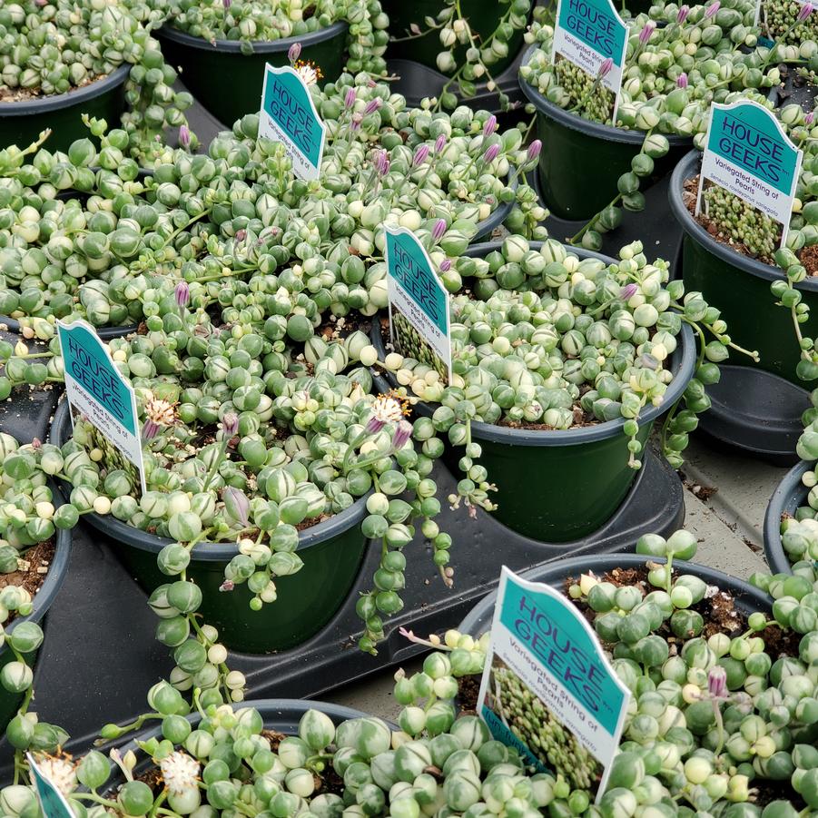 Senecio rowleyanus Variegata