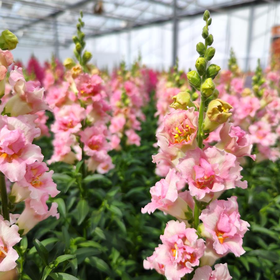 Antirrhinum majus DoubleShot Appleblossom